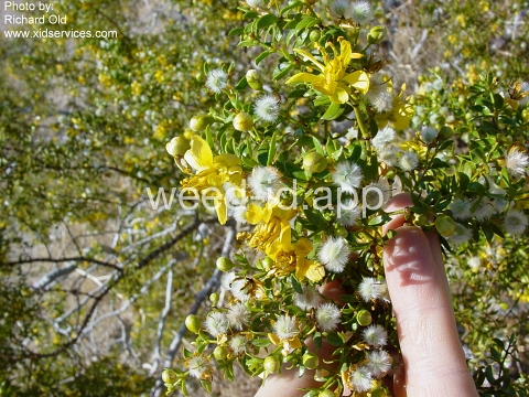 creosotebush